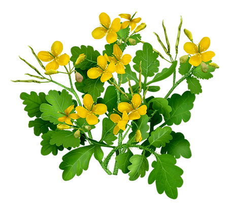 Celandine an Proctonic