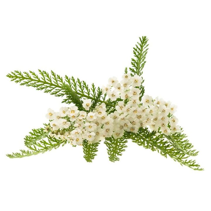 Yarrow Extrait an Proctonic